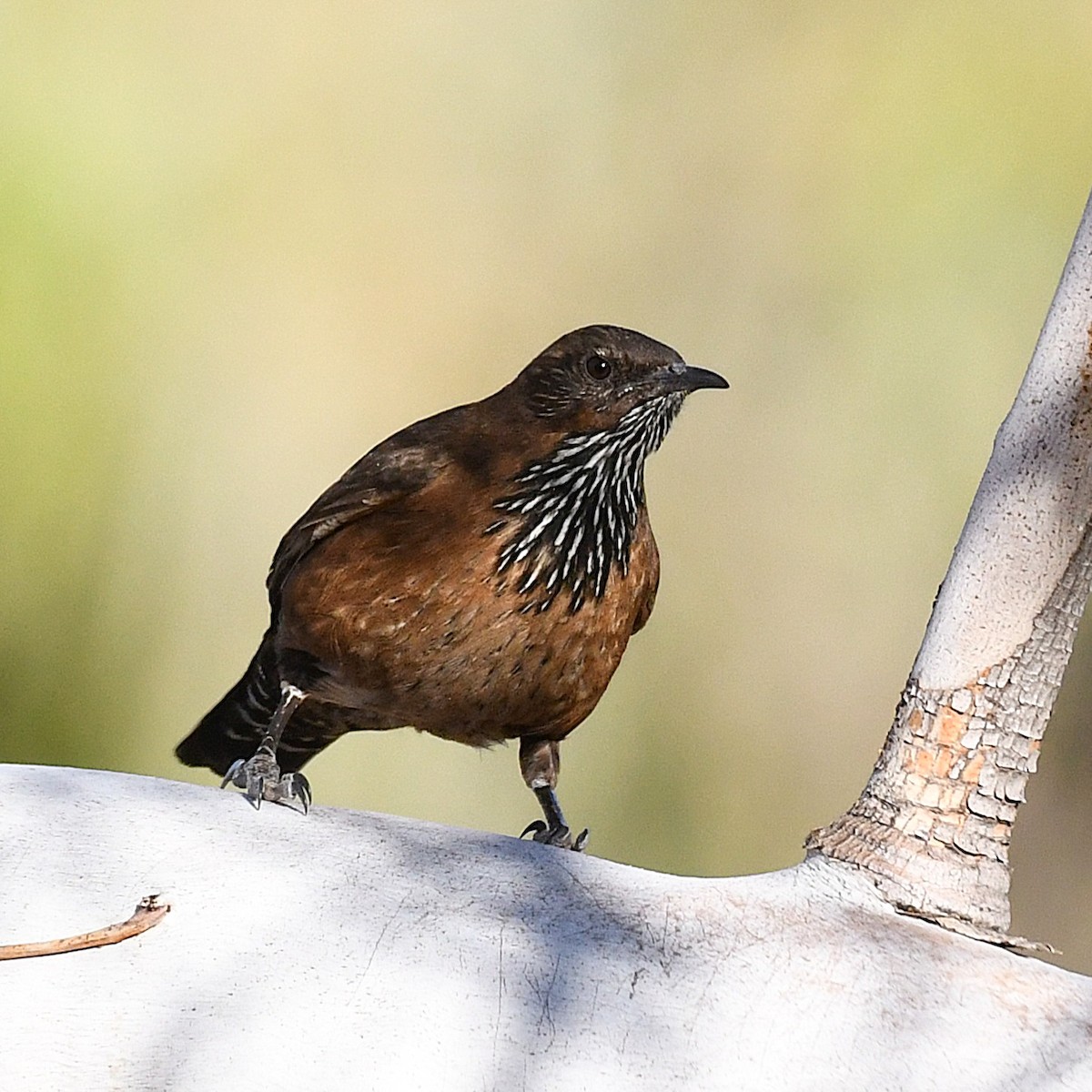 Black-tailed Treecreeper - ML641038002