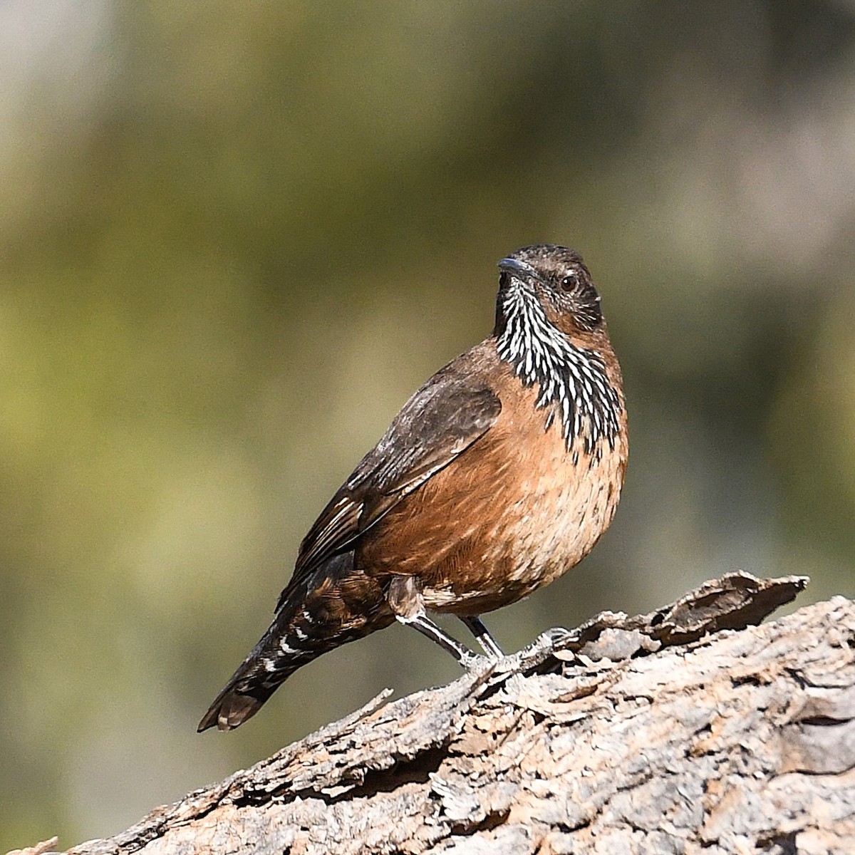 Black-tailed Treecreeper - ML641038003