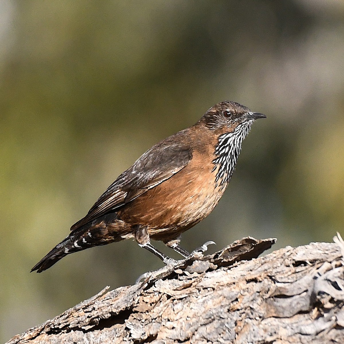 Black-tailed Treecreeper - ML641038004