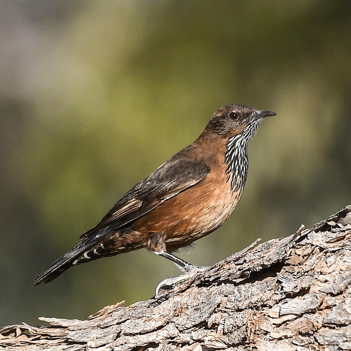 Black-tailed Treecreeper - ML641038005