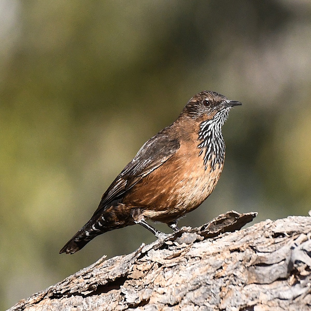 Black-tailed Treecreeper - ML641038006