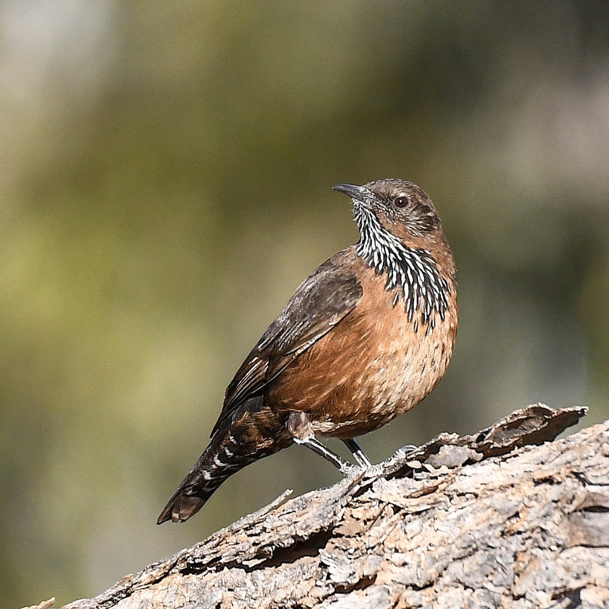 Black-tailed Treecreeper - ML641038007