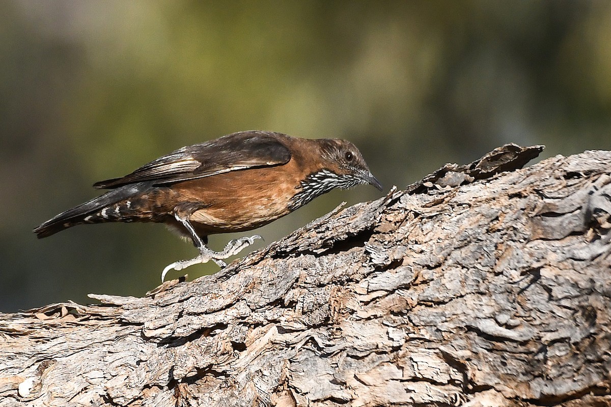 Black-tailed Treecreeper - ML641038008