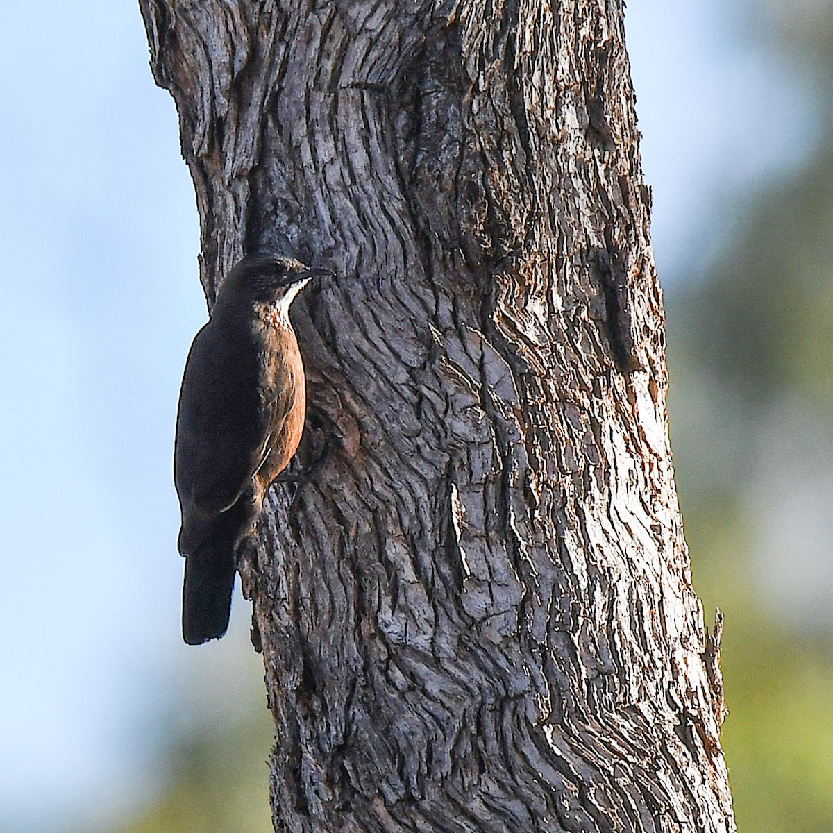 Black-tailed Treecreeper - ML641038010