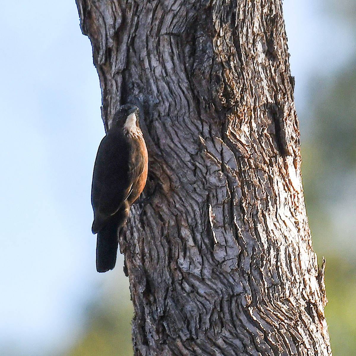 Black-tailed Treecreeper - ML641038011