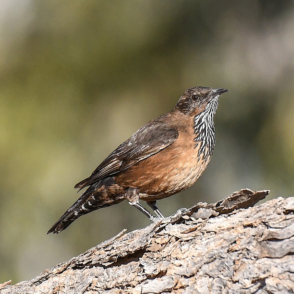 Black-tailed Treecreeper - ML641038012
