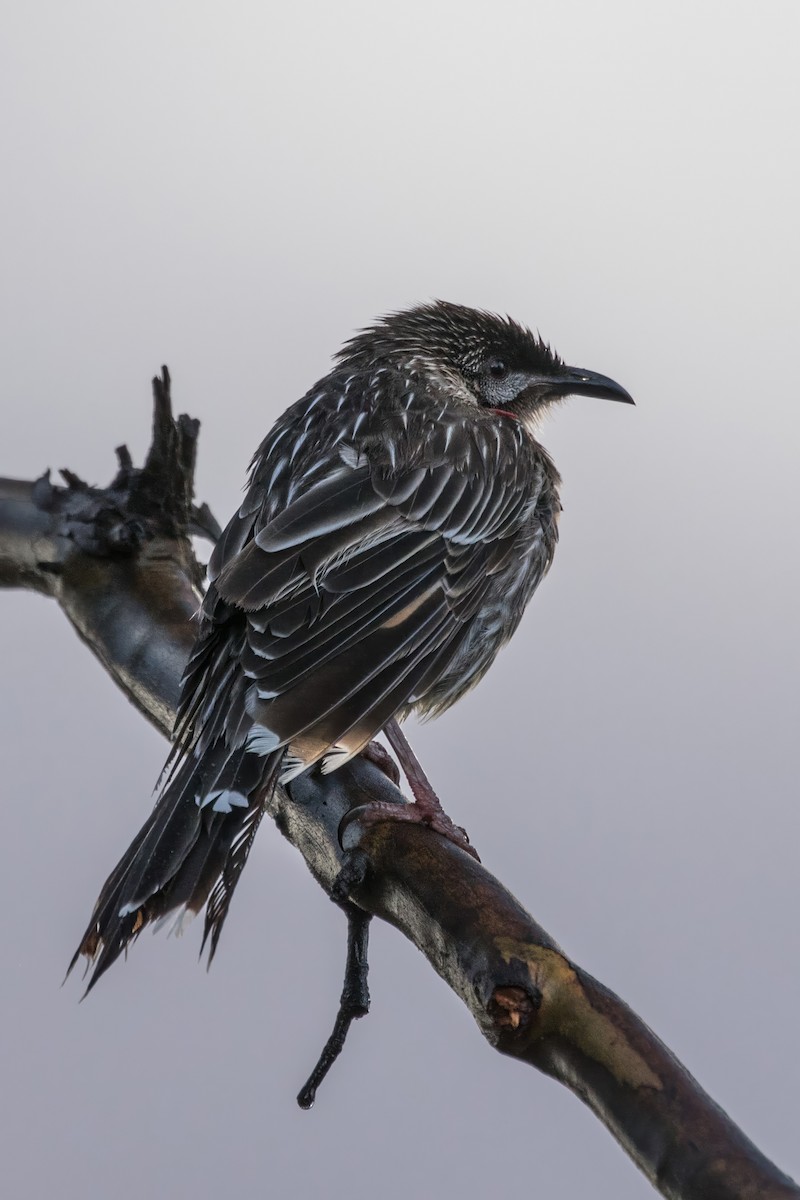 Red Wattlebird - ML641038013