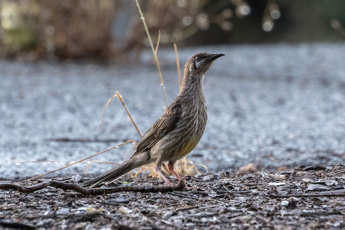 Red Wattlebird - ML641038014