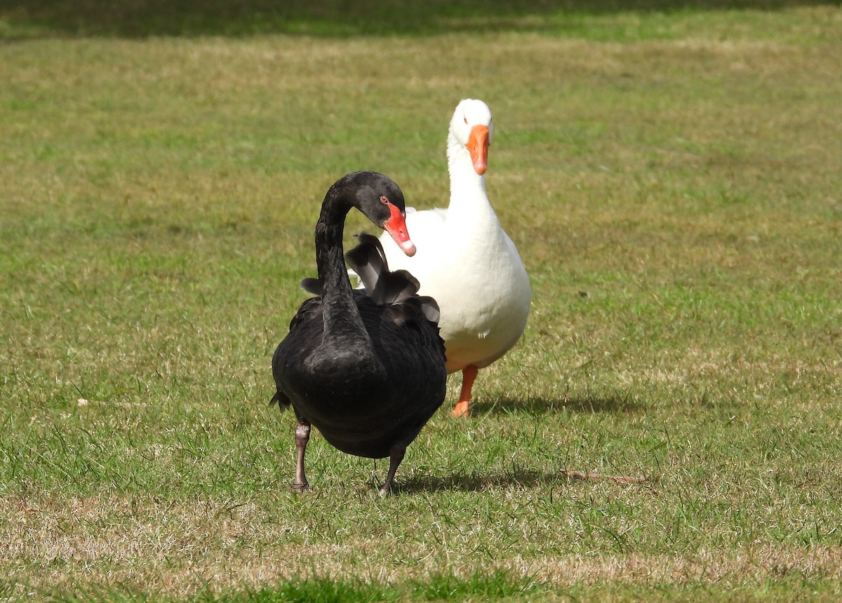 Black Swan - ML641038015