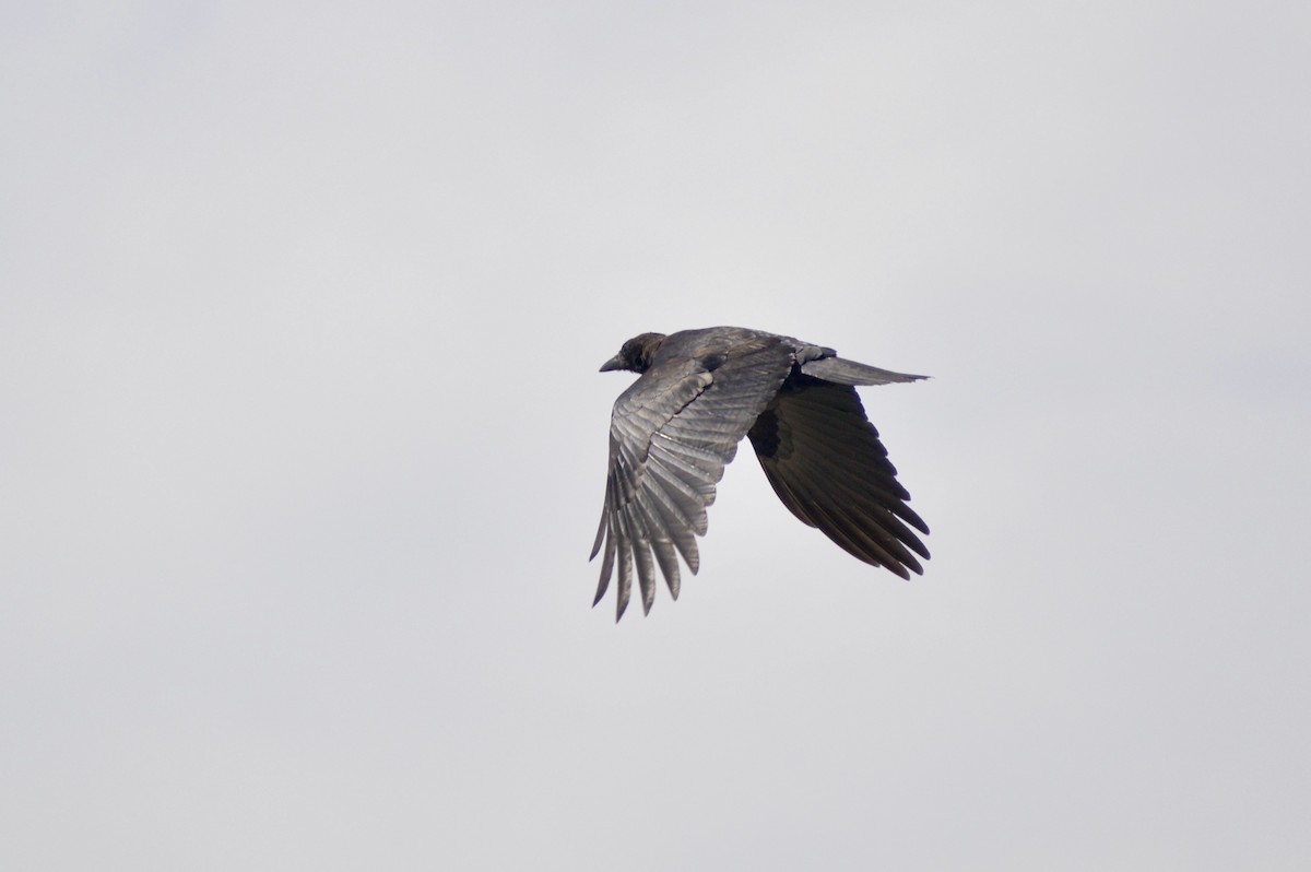 American Crow - ML641038016