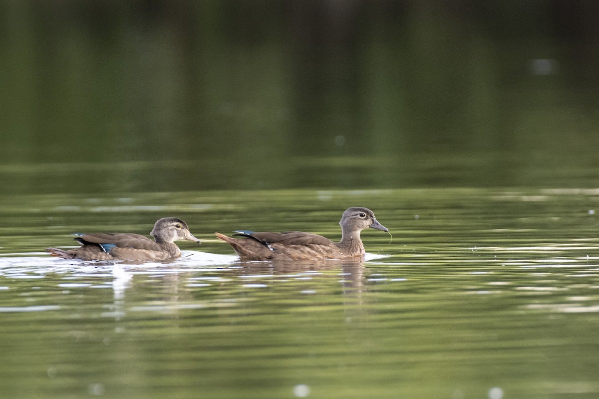 Wood Duck - ML641038017