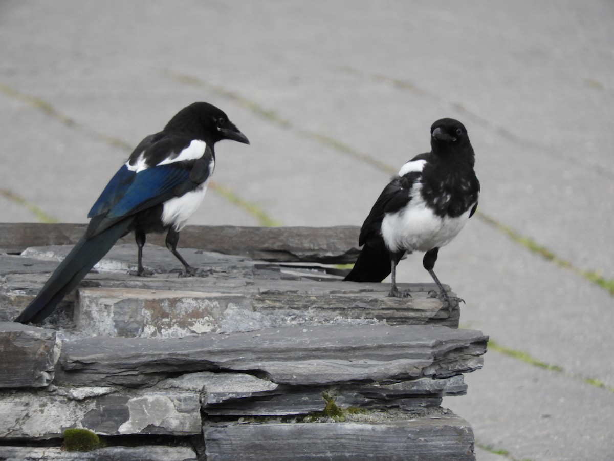 Black-billed Magpie - ML641038018