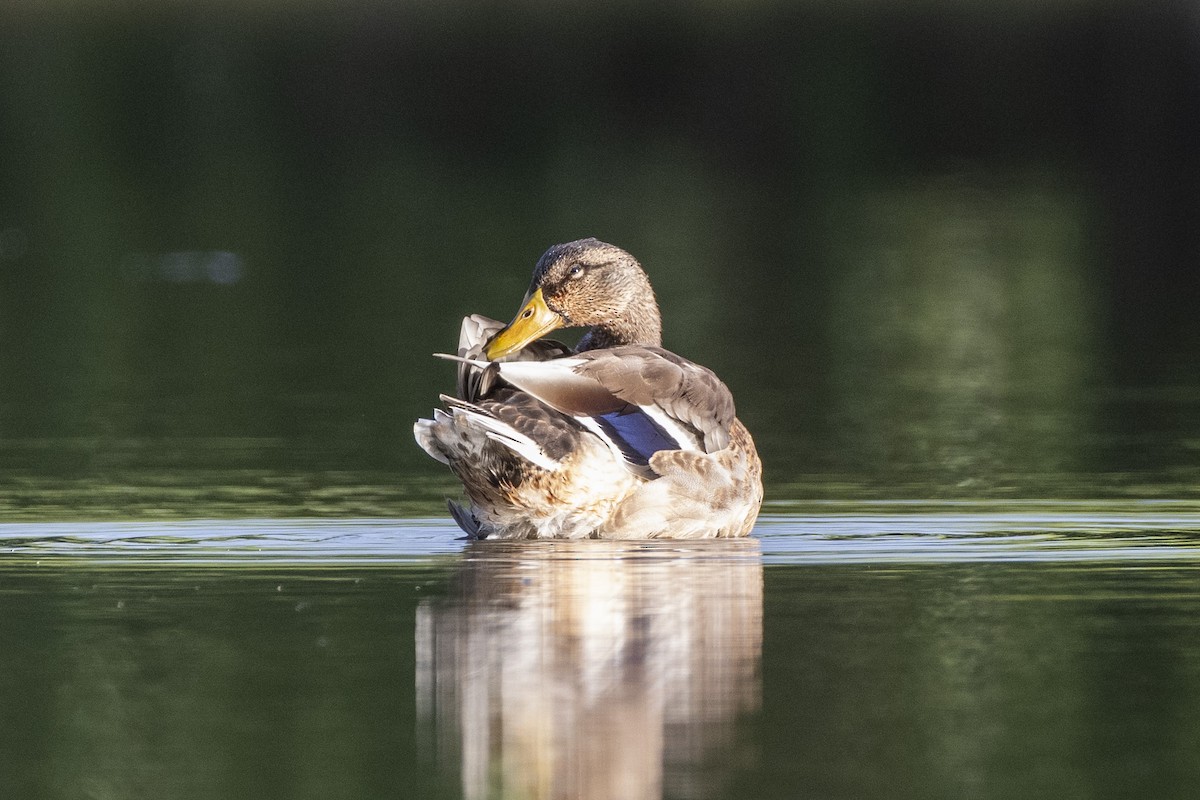 Mallard - ML641038021