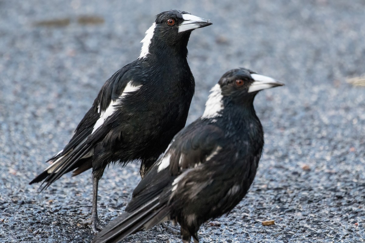 Australian Magpie - ML641038027