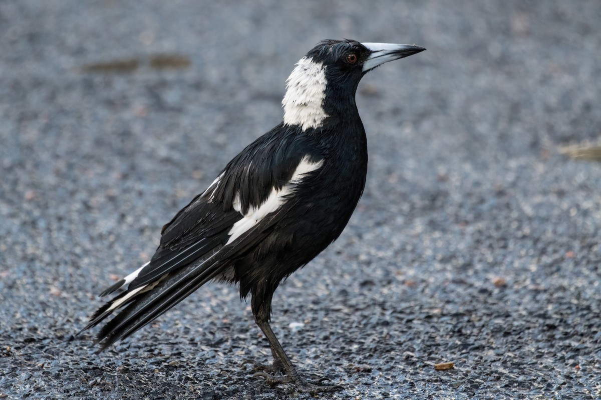Australian Magpie - ML641038028