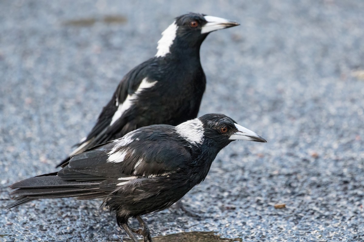 Australian Magpie - ML641038029