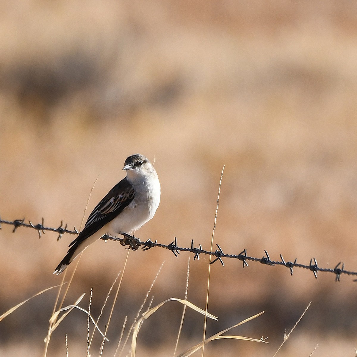 White-winged Triller - ML641038033