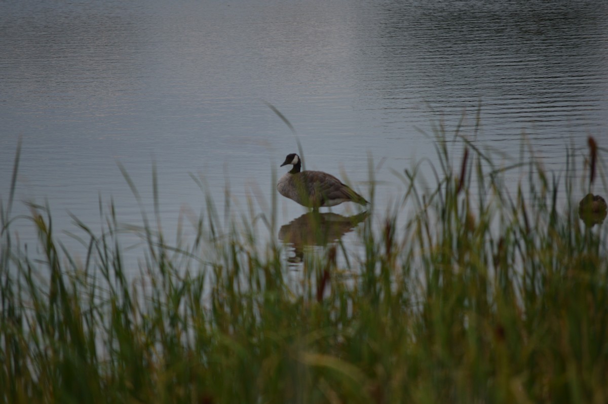 Canada Goose - ML641038036