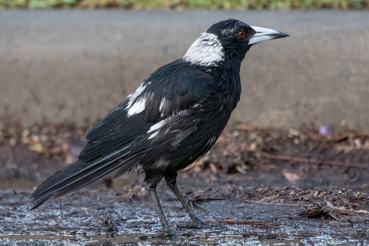 Australian Magpie - ML641038038