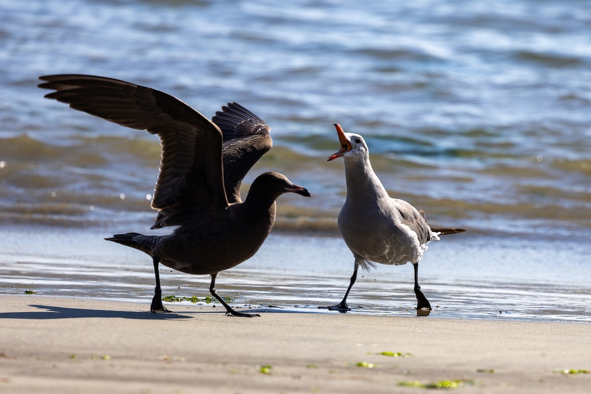 Heermann's Gull - ML641038046