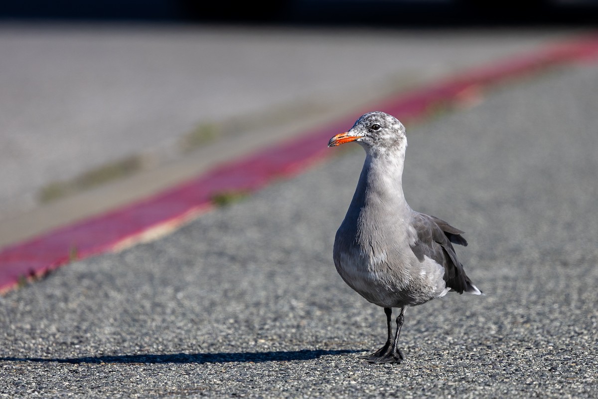 Heermann's Gull - ML641038047
