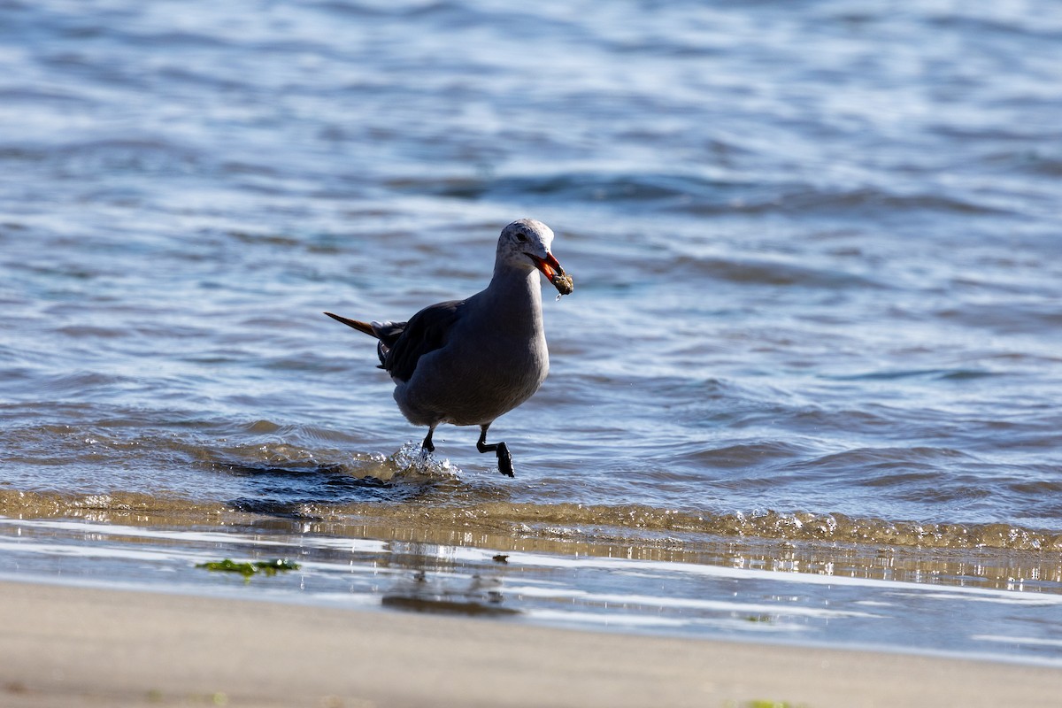 Heermann's Gull - ML641038048