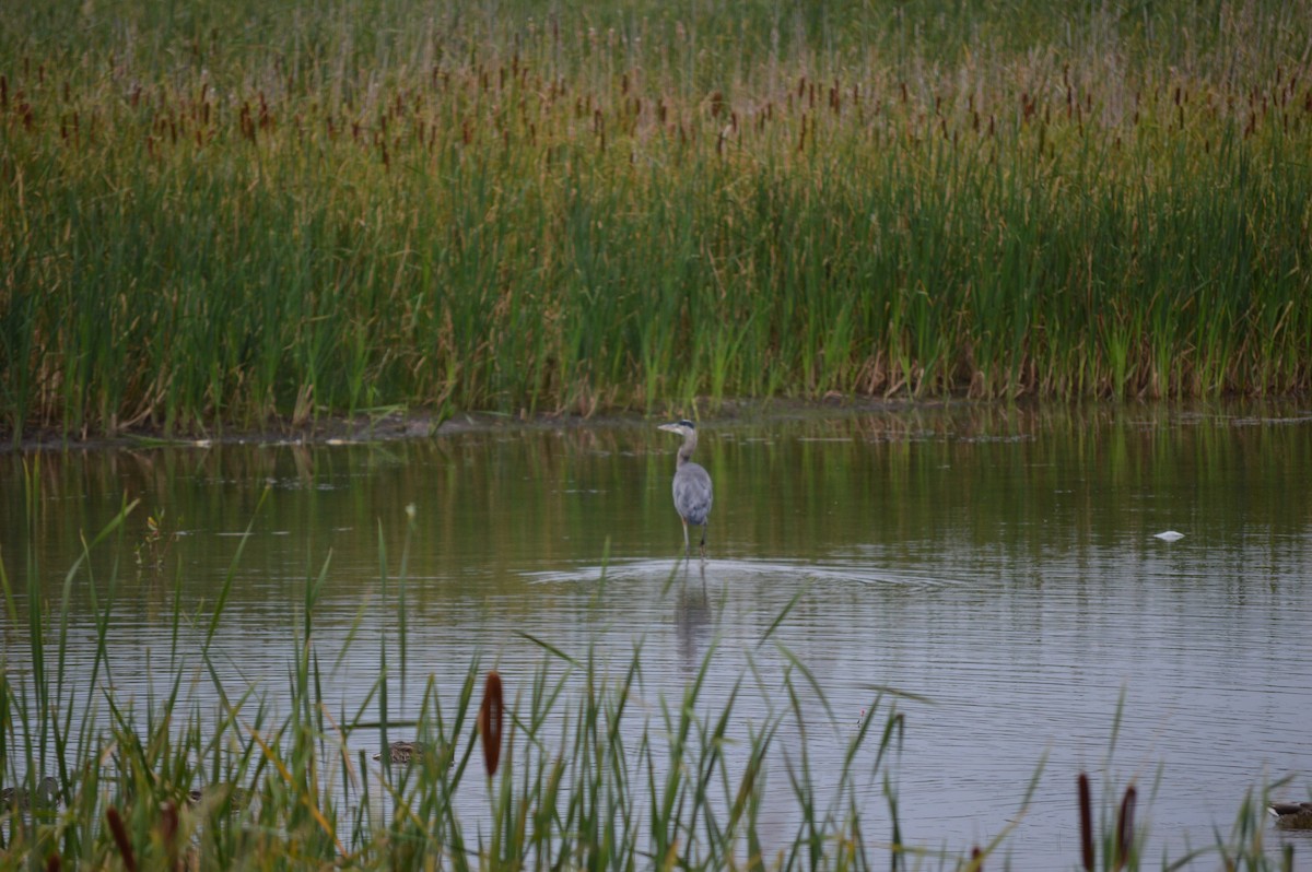 Great Blue Heron - ML641038058