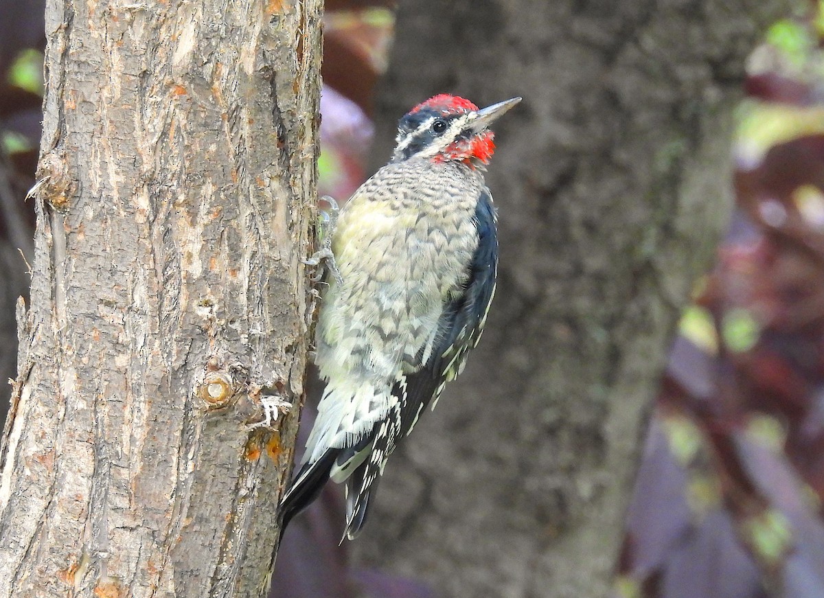 Red-naped Sapsucker - ML641038064