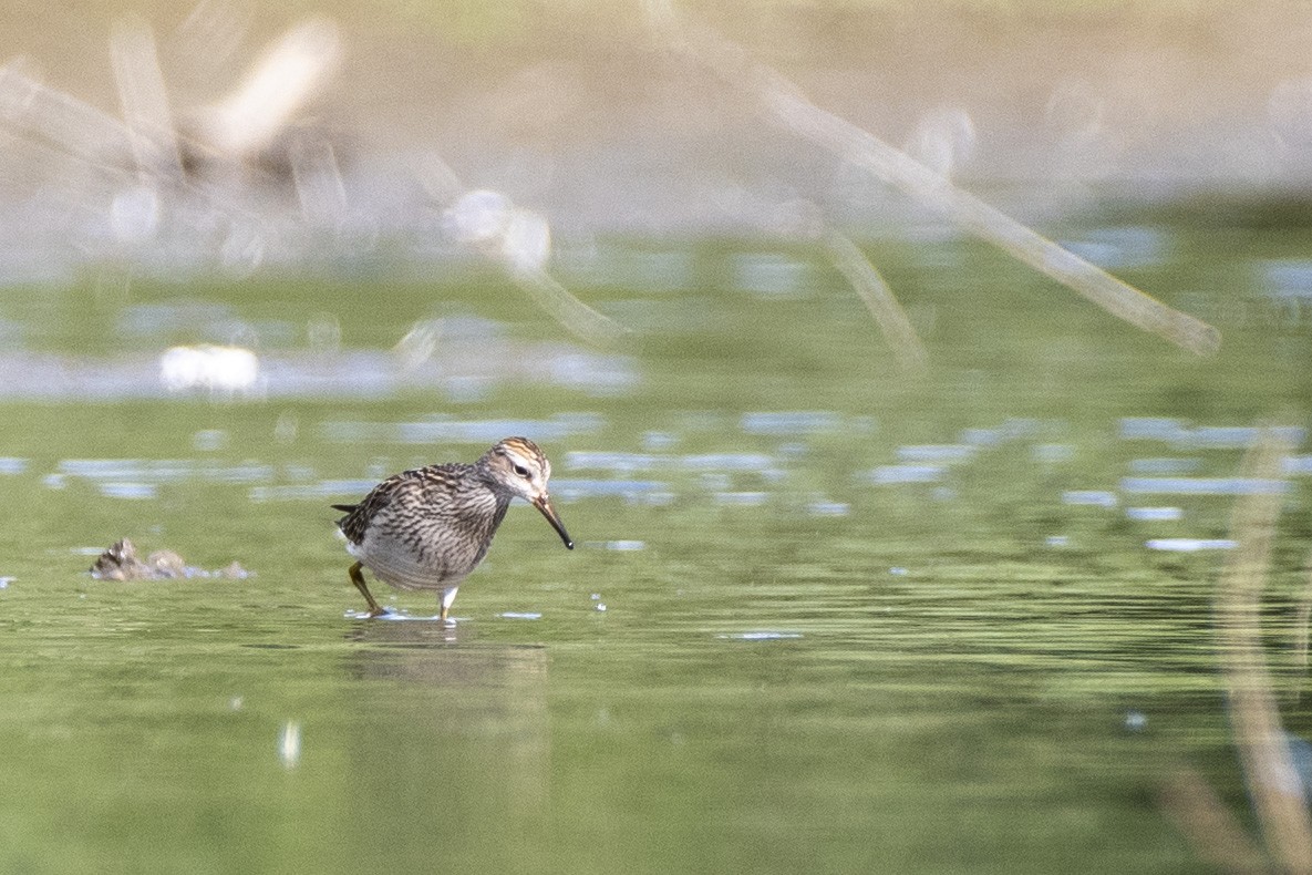 Pectoral Sandpiper - ML641038079