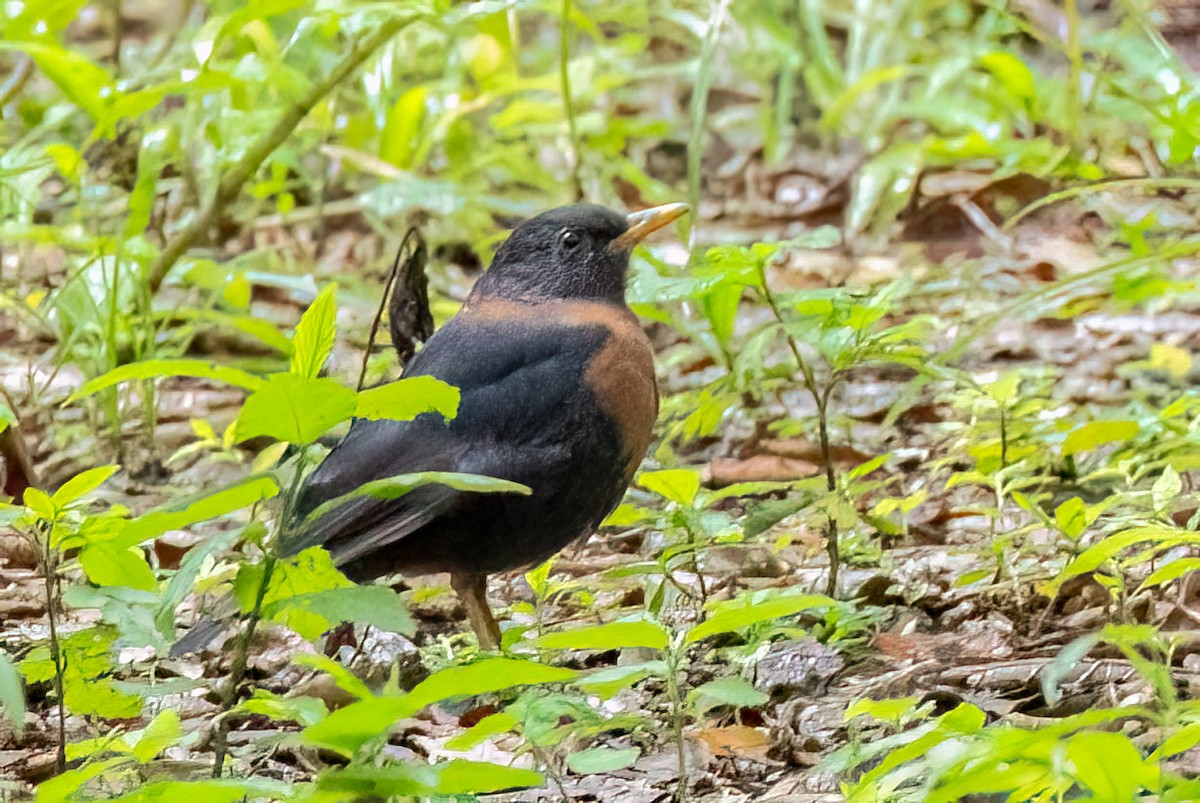 Rufous-collared Robin - ML641038097