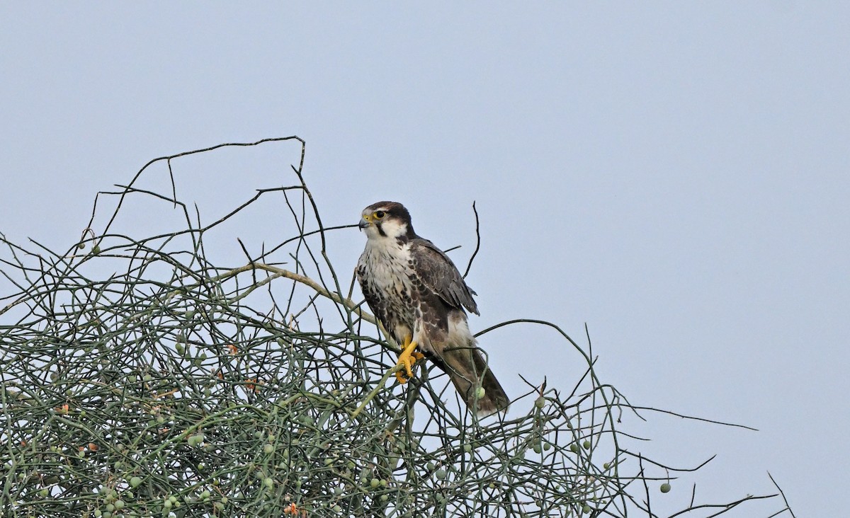 Laggar Falcon - ML641038109
