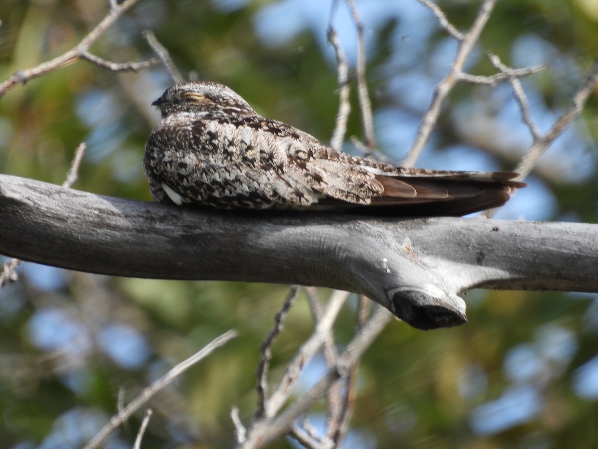 Common Nighthawk - ML641038110