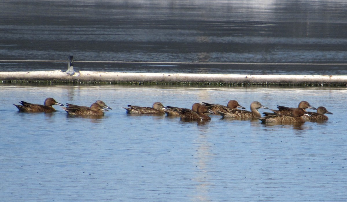 Cinnamon Teal - ML641038112