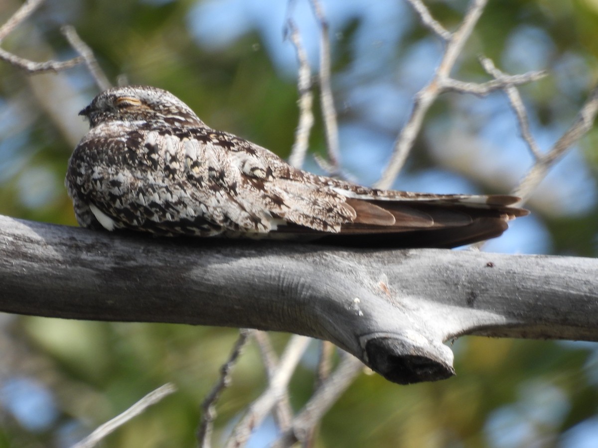 Common Nighthawk - ML641038129