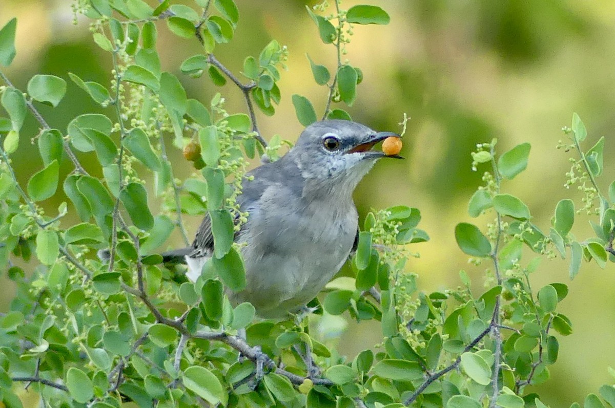 Northern Mockingbird - ML641038142