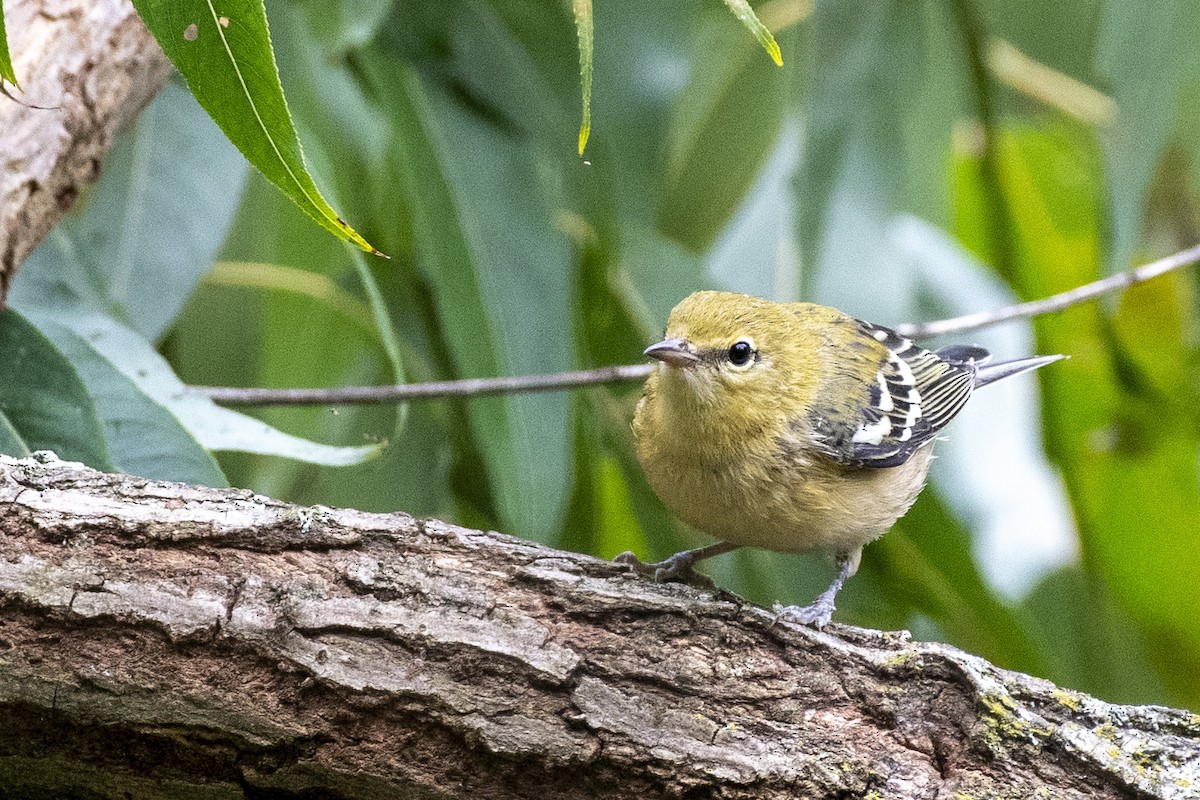 Bay-breasted Warbler - ML641038180