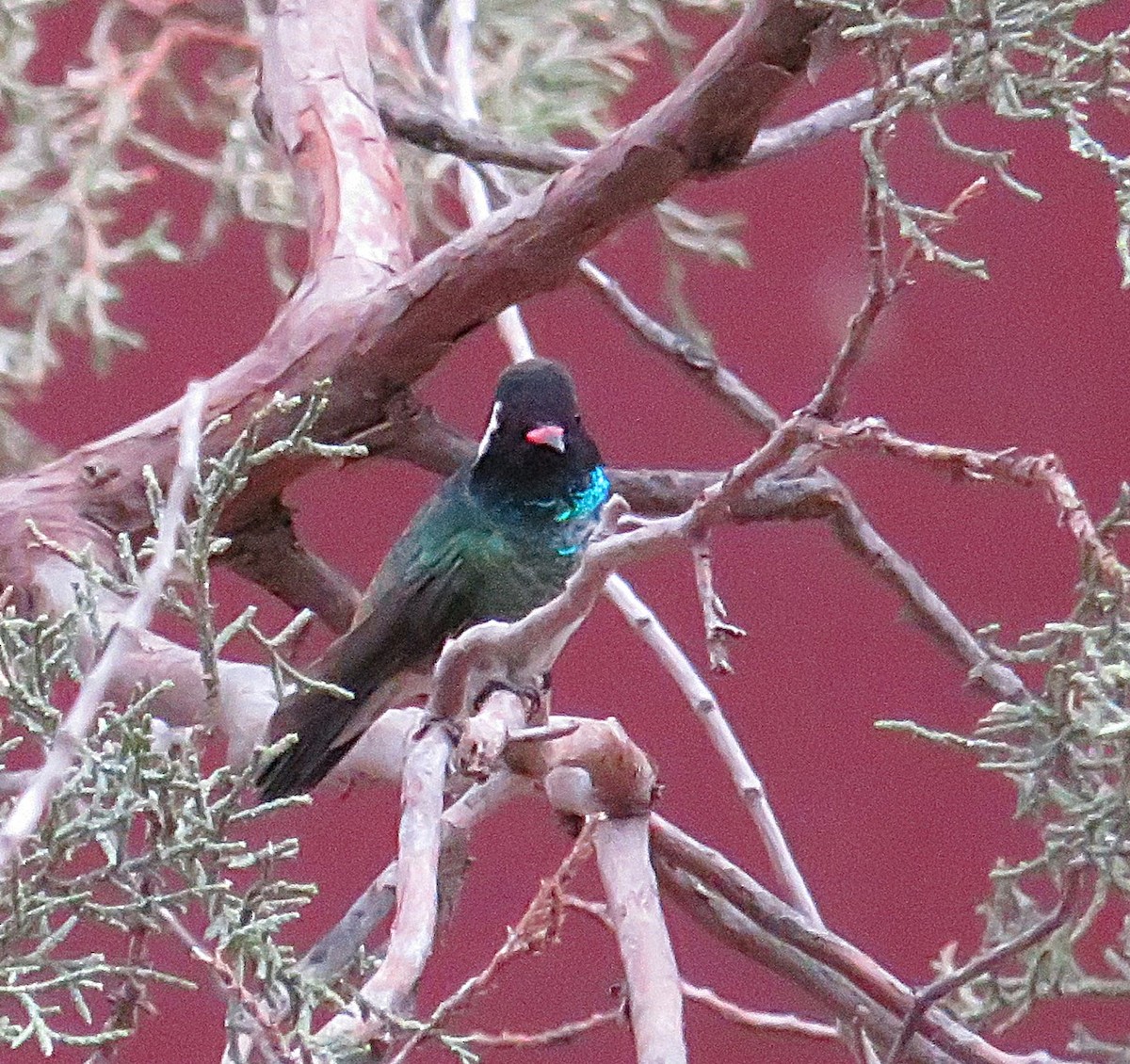 White-eared Hummingbird - ML641038186
