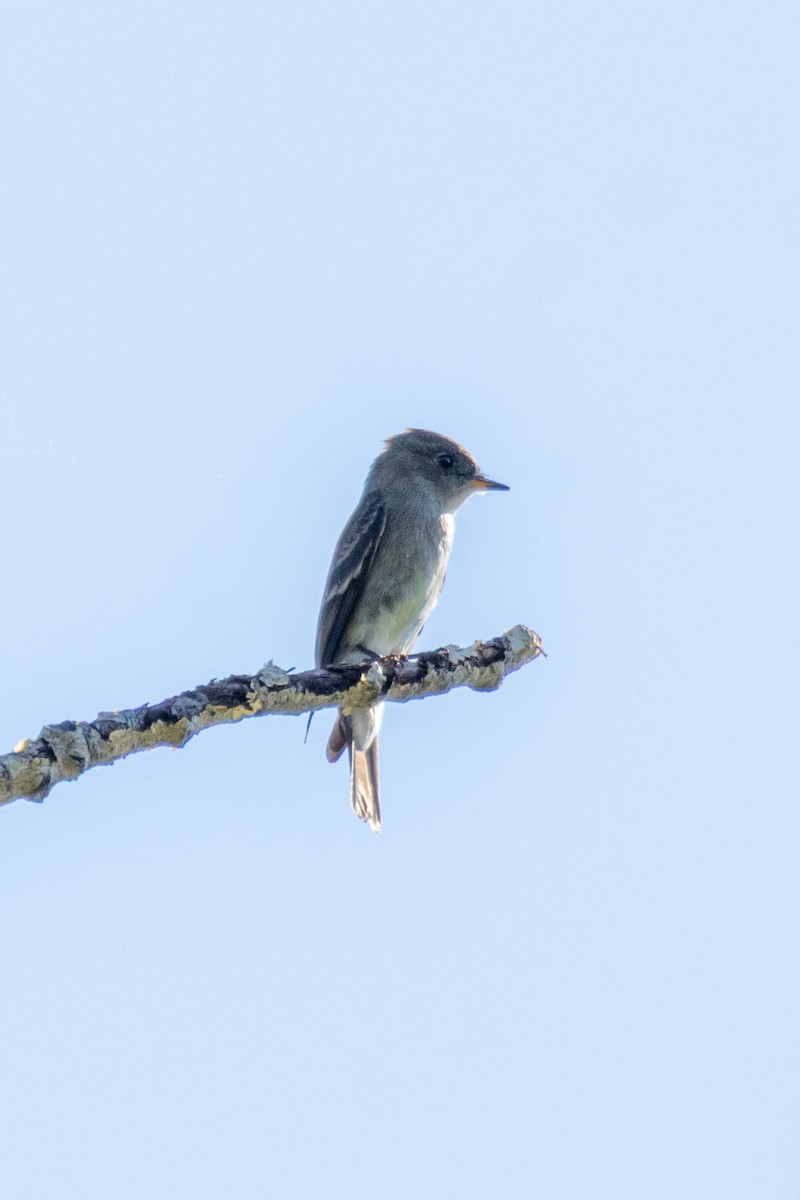 Western Wood-Pewee - ML641038187