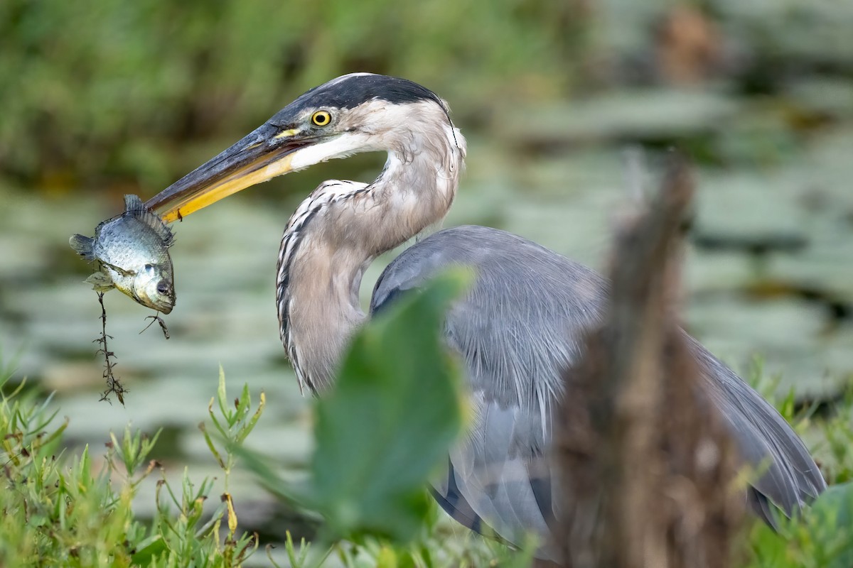 Great Blue Heron - ML641038188