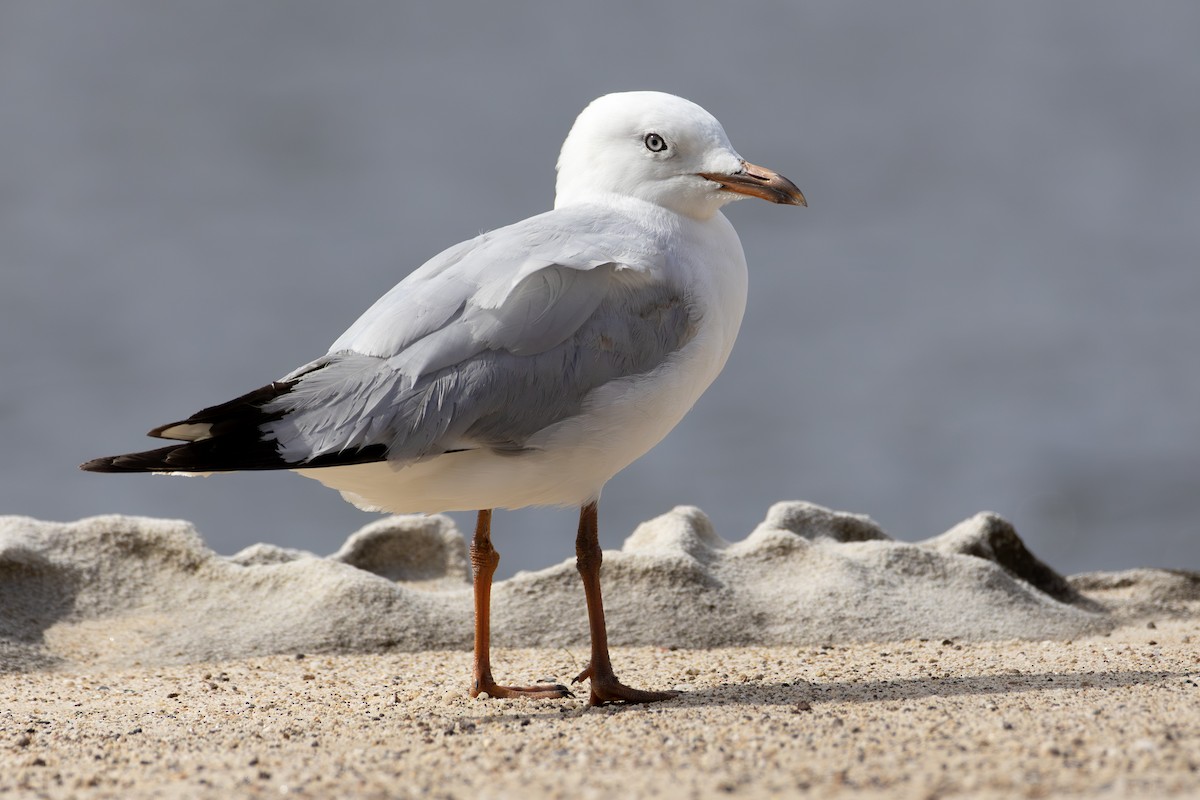 Silver Gull - ML641038233