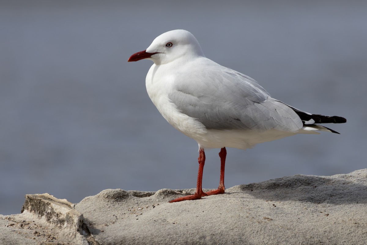 Silver Gull - ML641038235