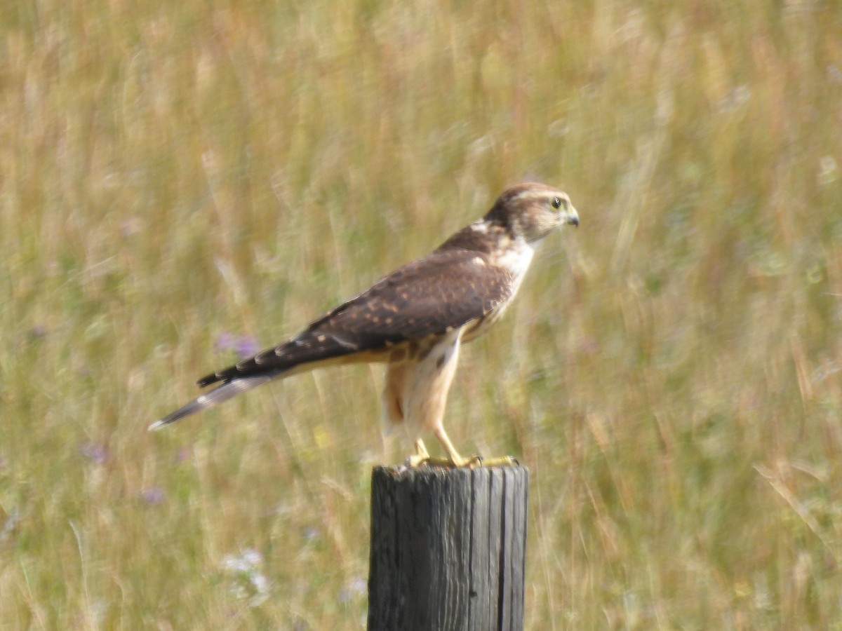 præriefalk - ML641038239