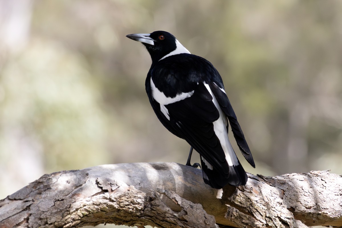 Australian Magpie - ML641038240