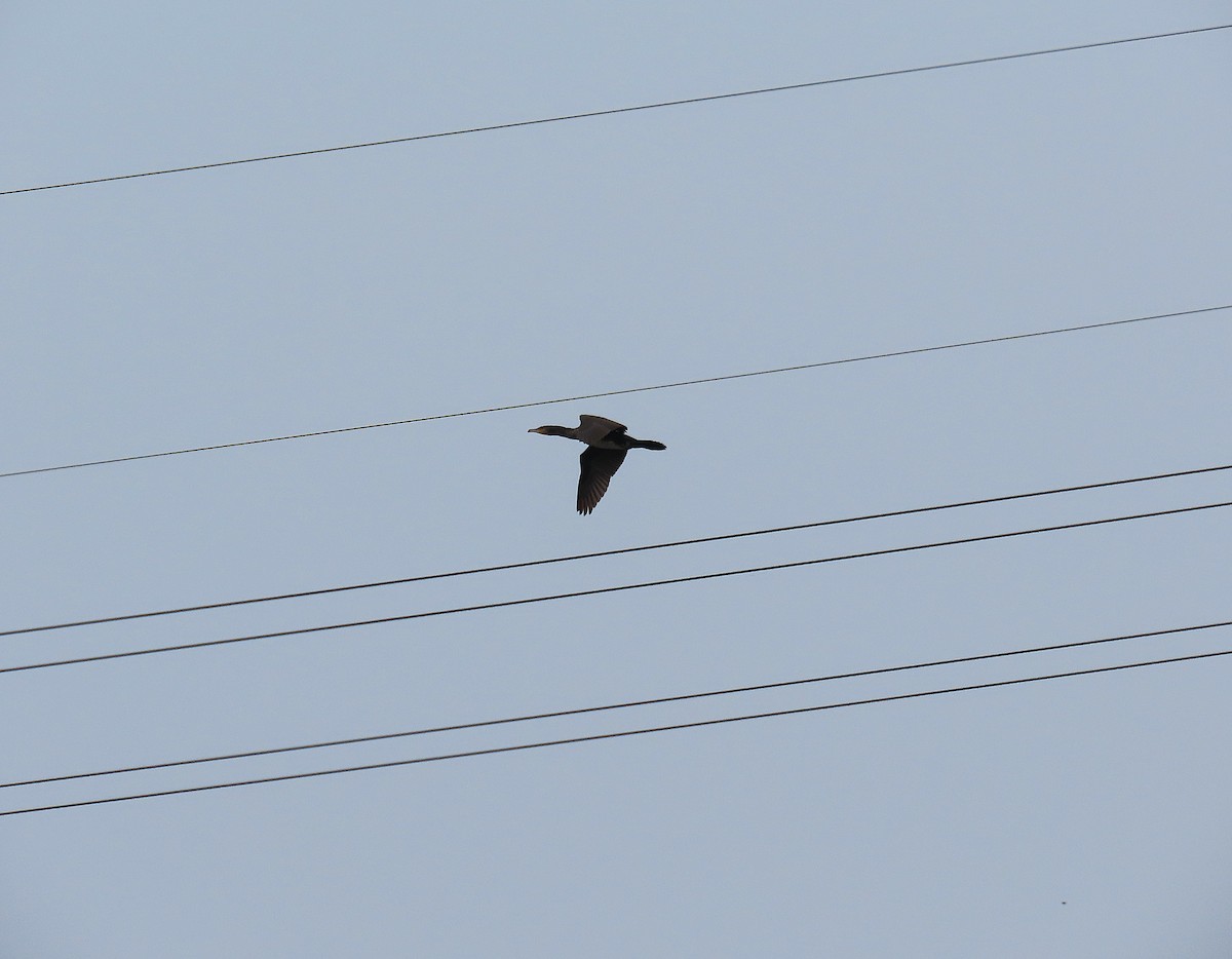 Great Cormorant - ML641038277