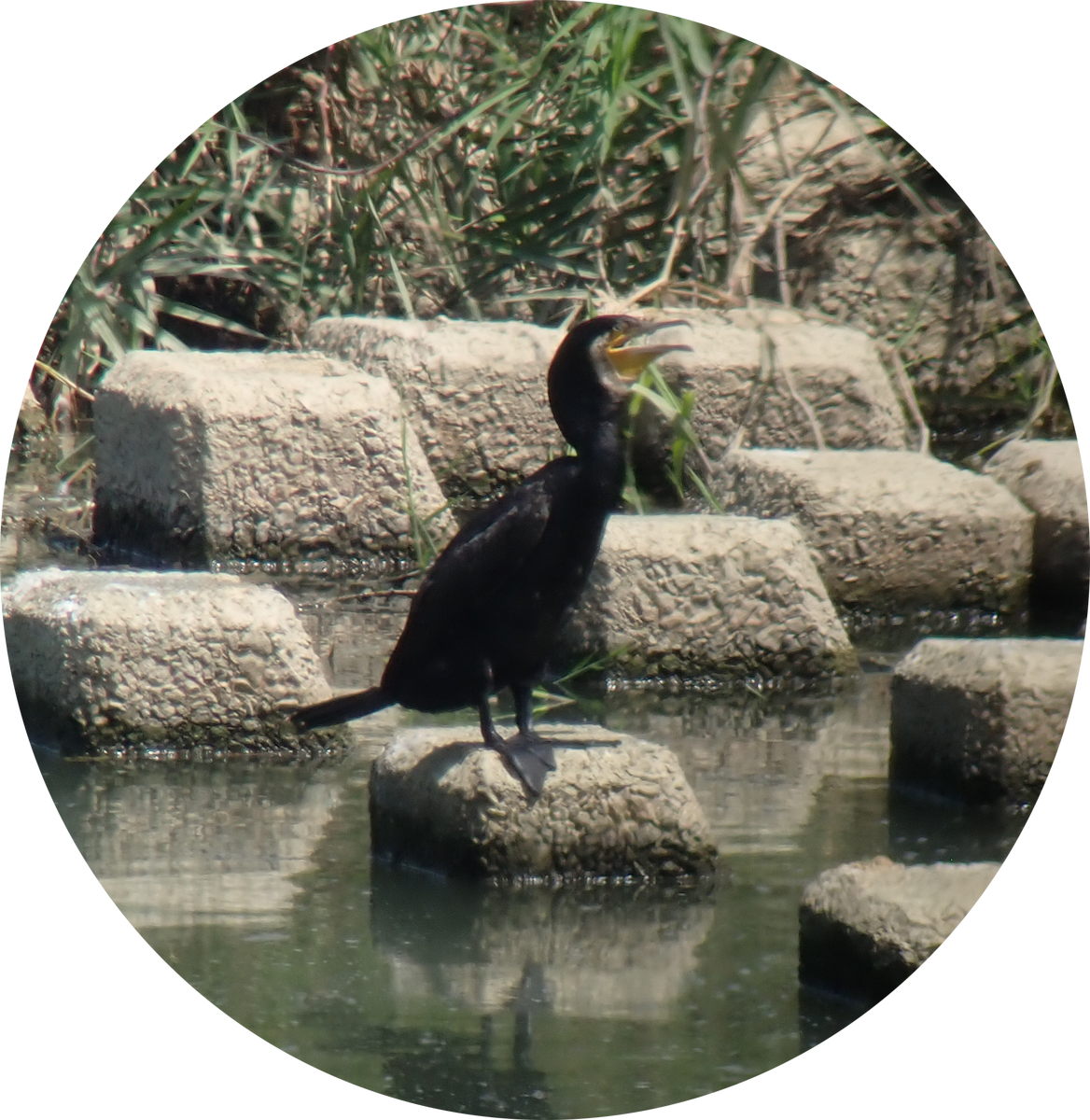 Great Cormorant - ML641038283