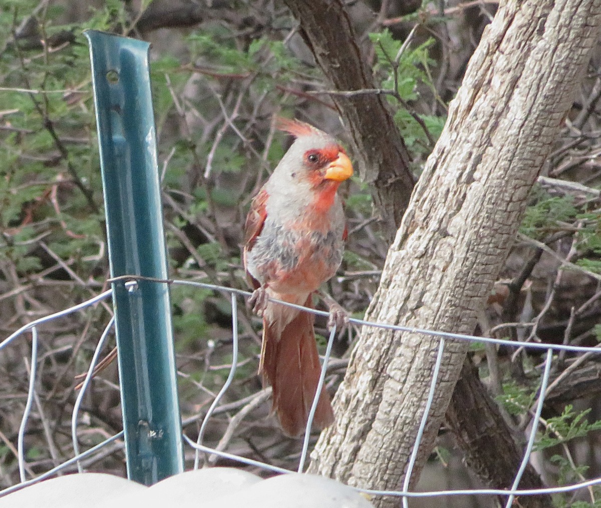 Pyrrhuloxia - ML641038311