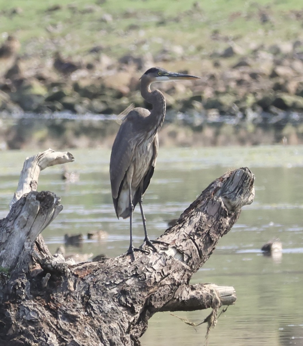 Great Blue Heron - ML641038312