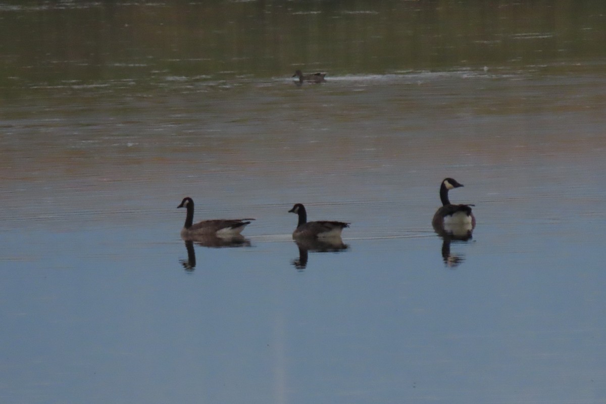 Canada Goose - ML641038327