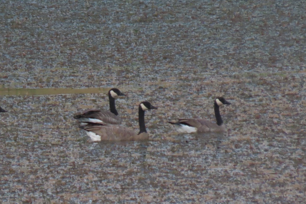Canada Goose - ML641038329