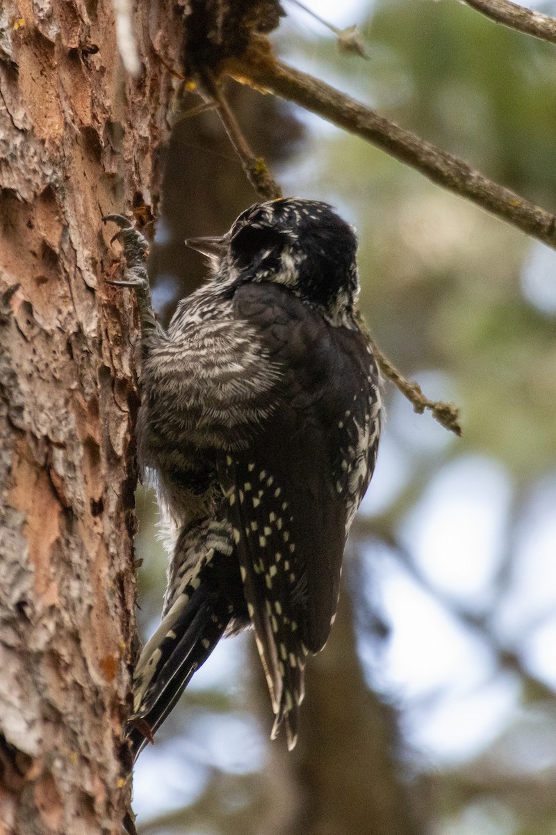 American Three-toed Woodpecker - ML641038331